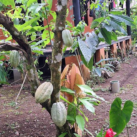 Cabinas Corcovado Green Parrot, Los Planes Drake Drakes Bay Exterior foto